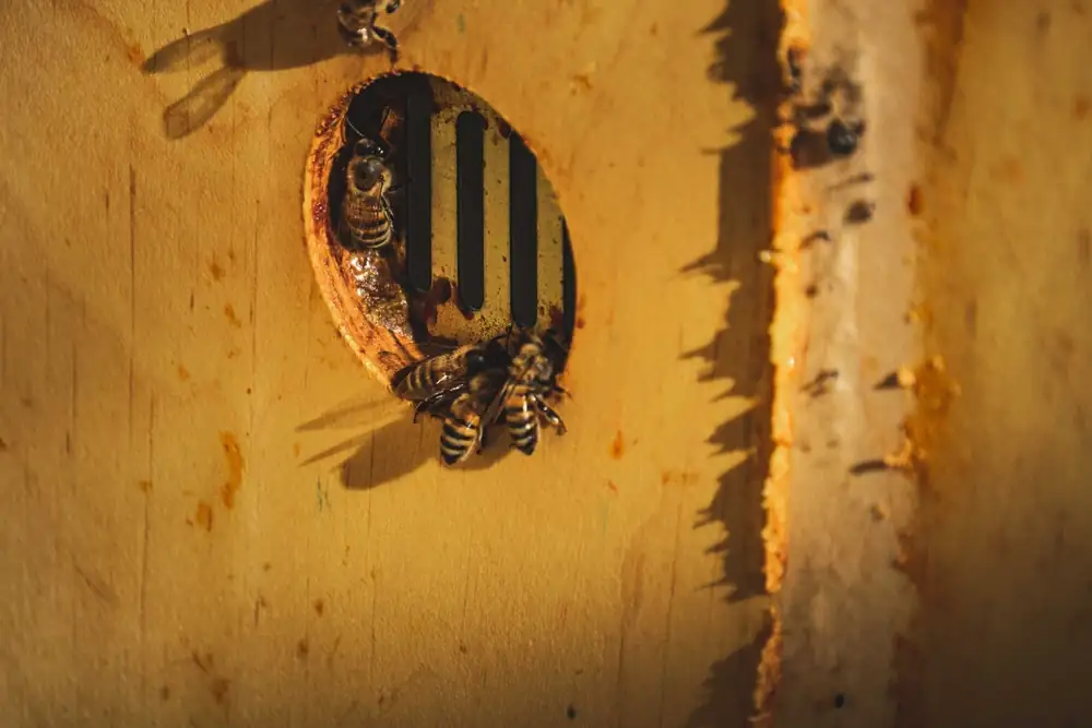 Honey bees going in and out of a gap in a timber wall