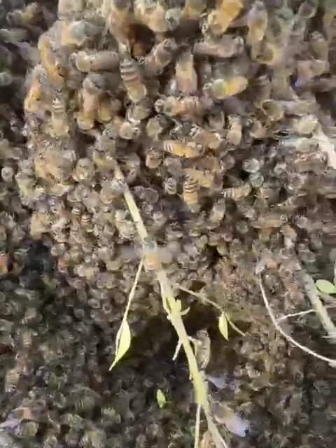 Honey bee swarm clustered on a branch in a Melbourne garden
