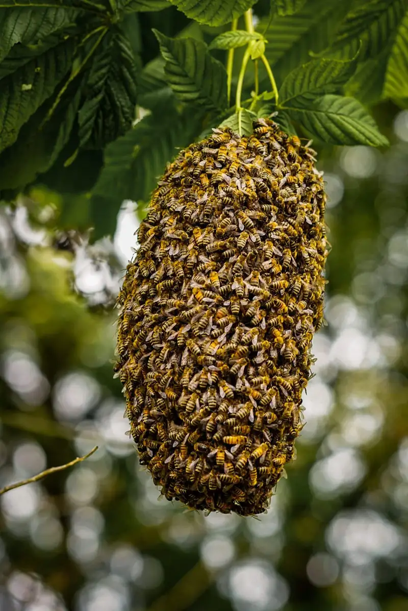 Honey bee swarm clustered on a tree branch in a garden