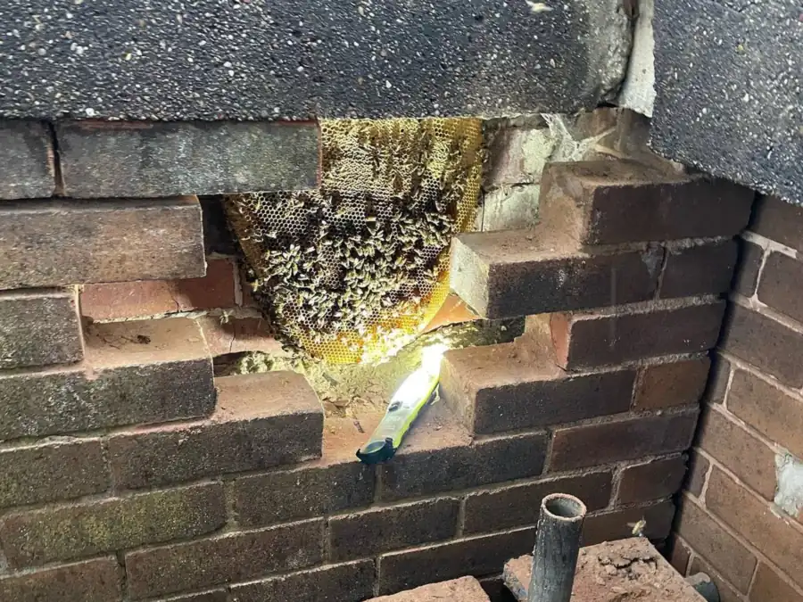 Bee comb and a live colony inside a wall cavity once the bricks were opened
