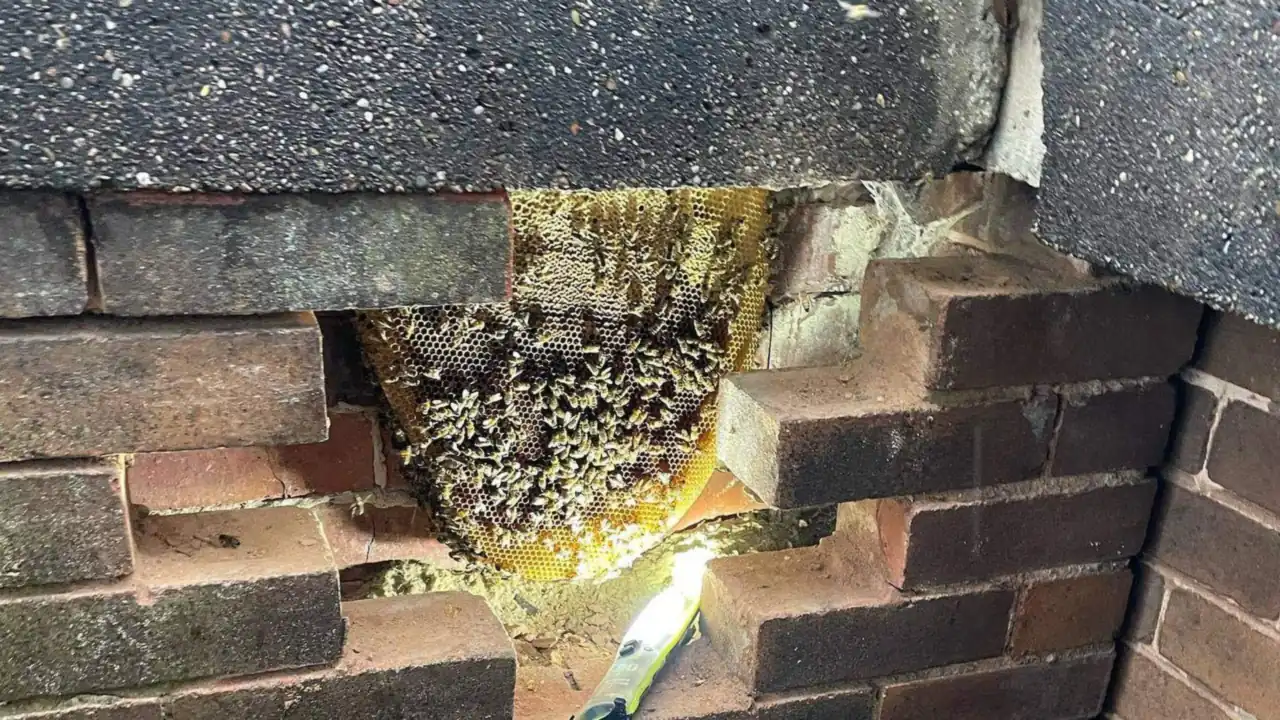 Honey bee colony and comb exposed inside a brick wall during beehive removal