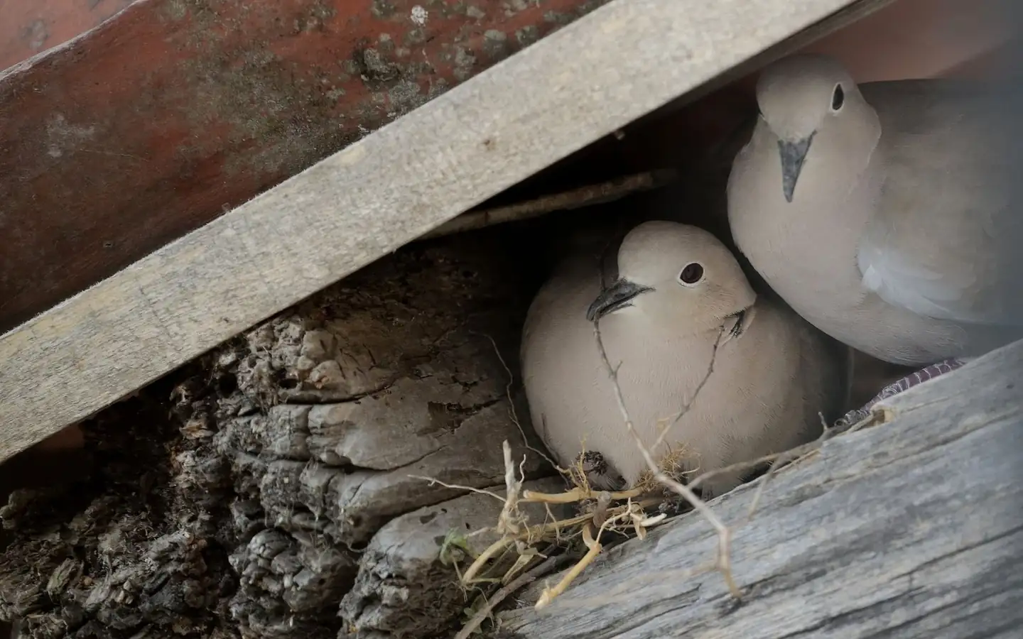 Pigeons nesting in a gap on a Melbourne roof
