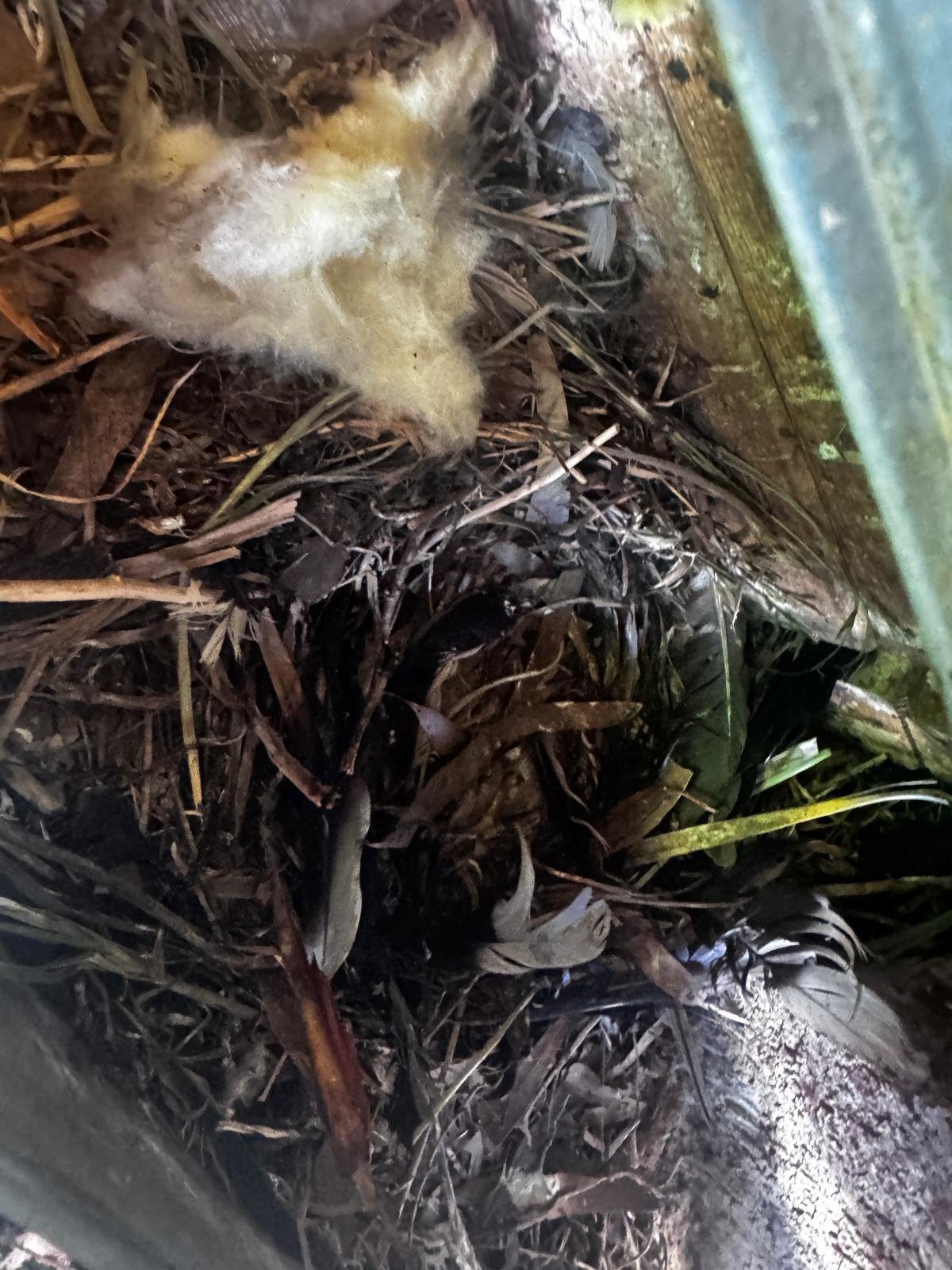 Bird nest and feathers found behind a gutter line
