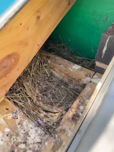 Clearing a bird nest out of a Melbourne roof space