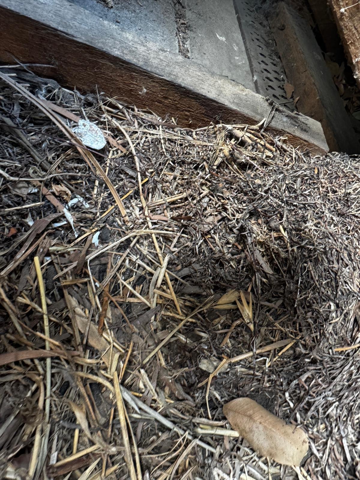 Bird nesting material packed into a roof cavity