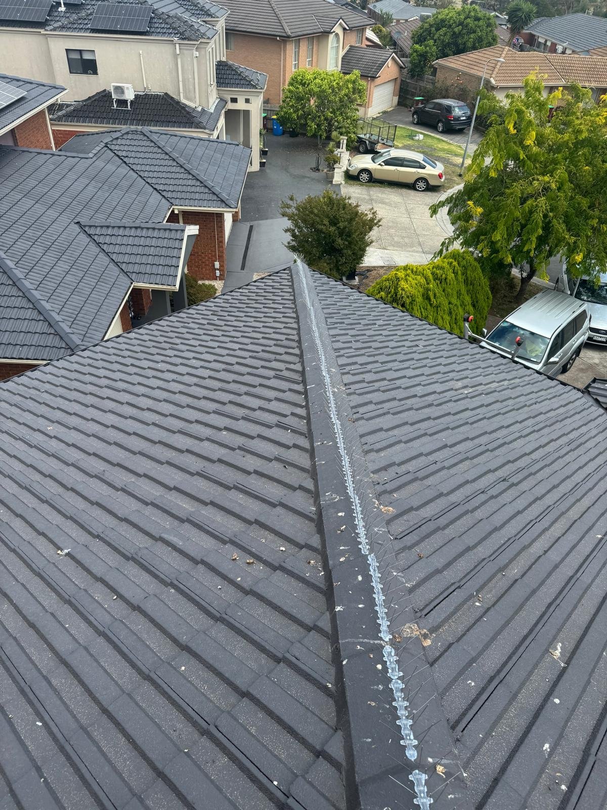 Stainless bird spikes fitted along a tiled roof ridge