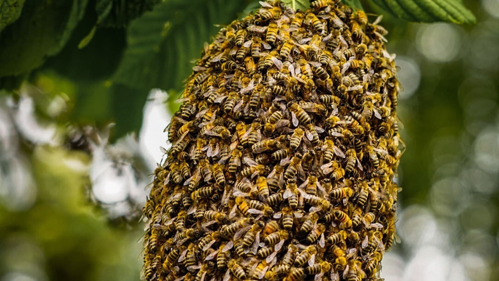 Honey bee swarm clustered on a branch in a Melbourne garden