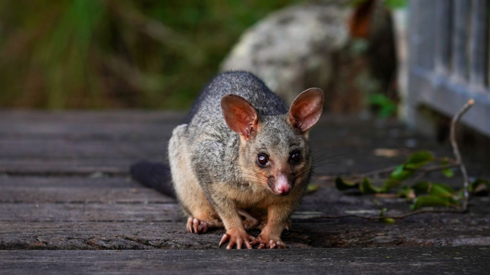 Common brushtail possum on decking beside a Melbourne home