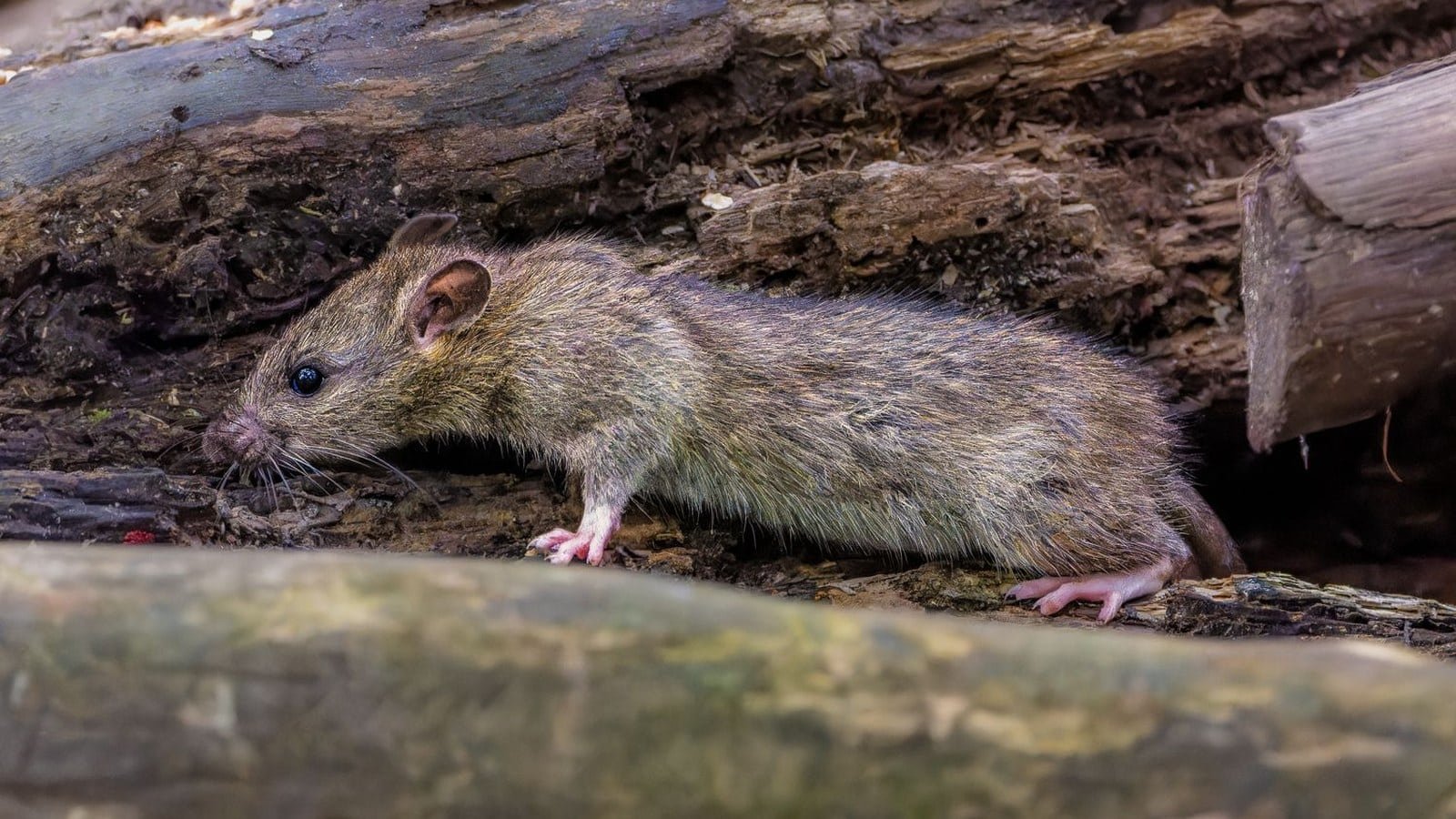 Wild brown rat moving along a log beside a house
