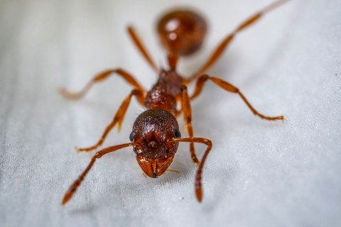 Close up of an ant