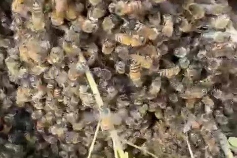 Honey bee swarm clustered on a branch