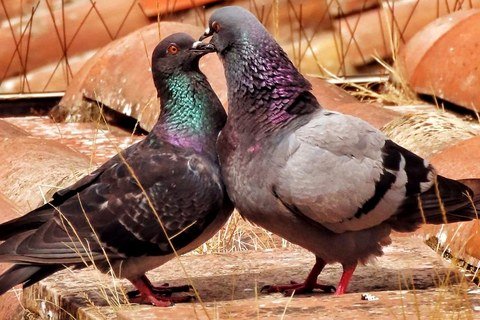 Pigeons roosting on a tiled roof before bird proofing