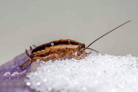 German cockroach, the species that breeds inside Melbourne kitchens