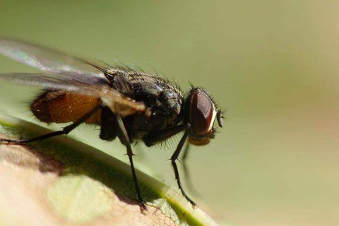 Common housefly close up