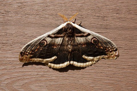 Moth resting on timber