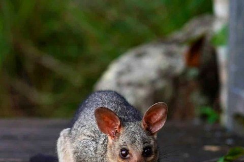 Common brushtail possum, the species that gets into Melbourne roofs