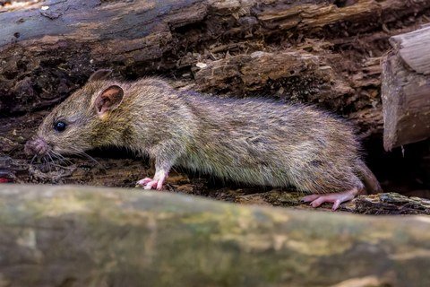 Wild brown rat