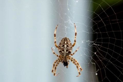 Garden spider on its web in a Melbourne backyard