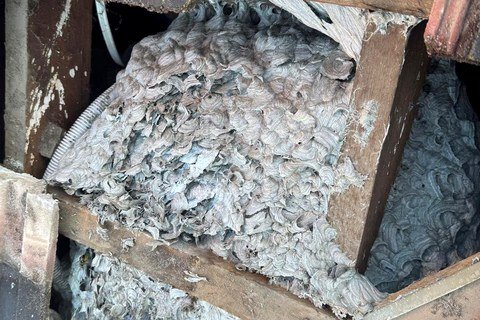 European wasp nest found under roof tiles by Pest Hunter