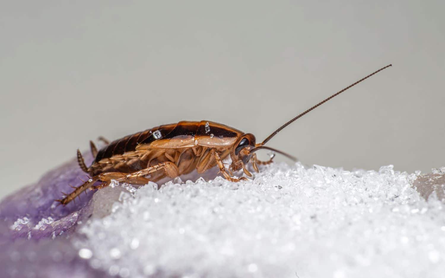 German cockroach feeding on spilled sugar on a kitchen surface