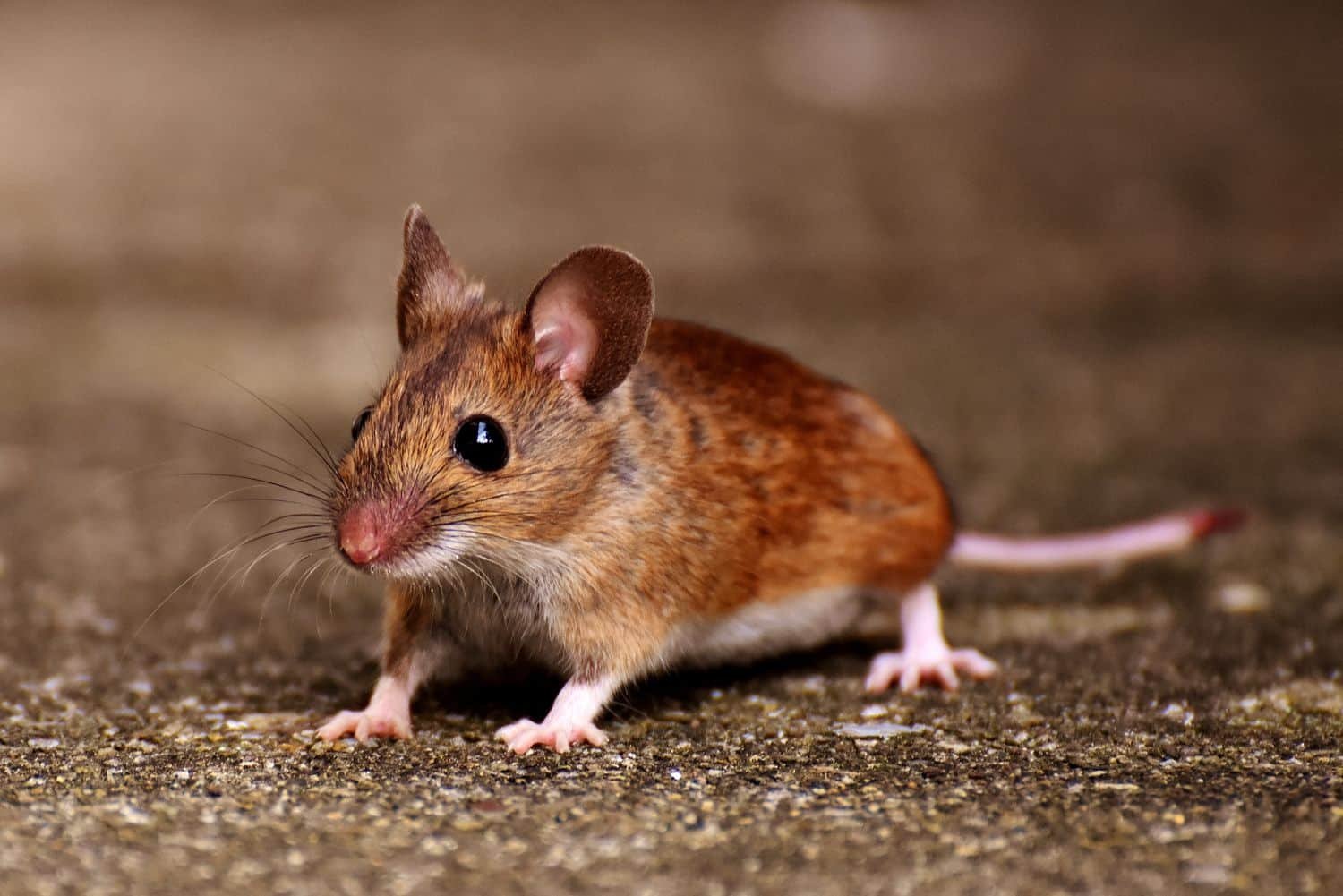 Common house mouse on a concrete floor indoors