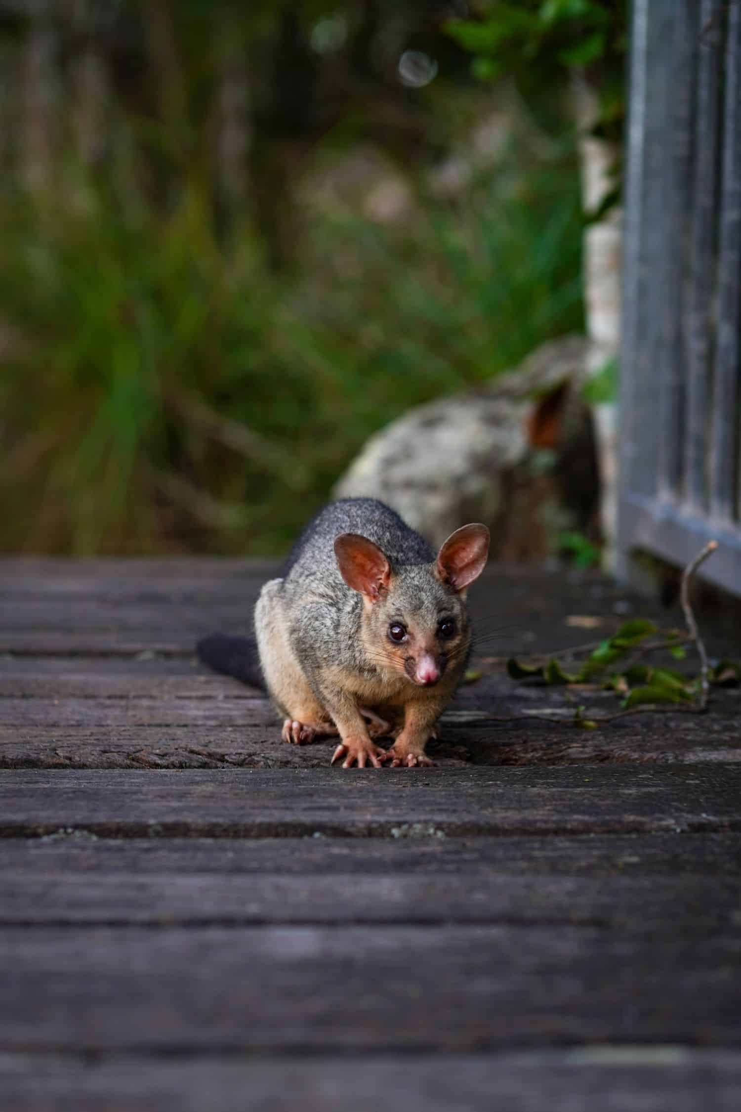 Common brushtail possum on decking, the species most often found in Melbourne roofs