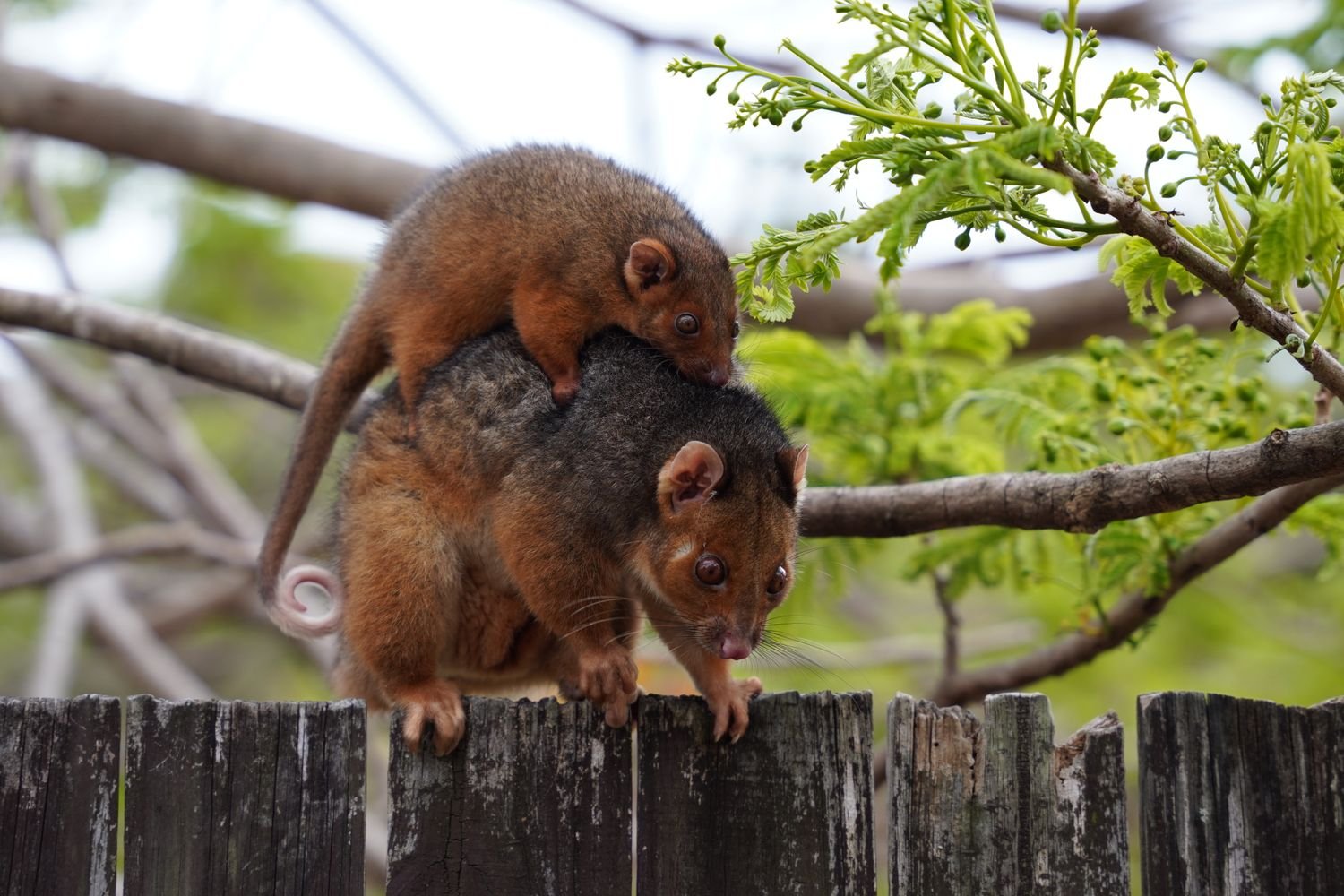 Common ringtail possums on a back fence at night