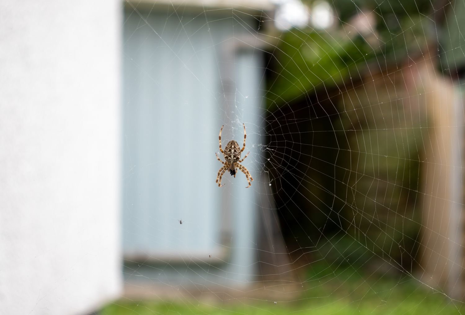 Garden spider sitting on its web in a suburban Melbourne backyard