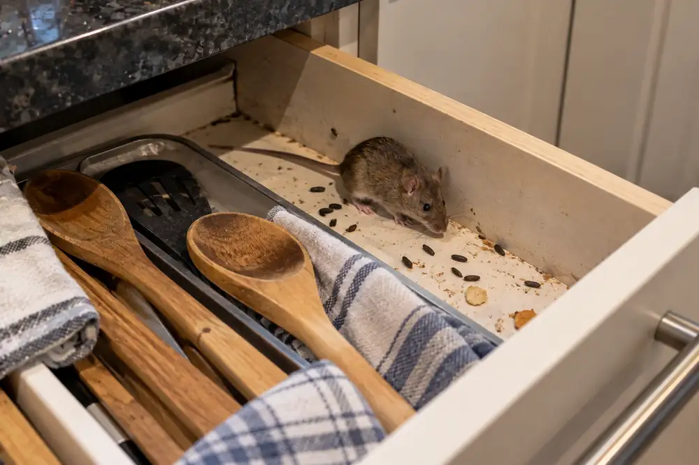 House mouse and droppings in a kitchen drawer