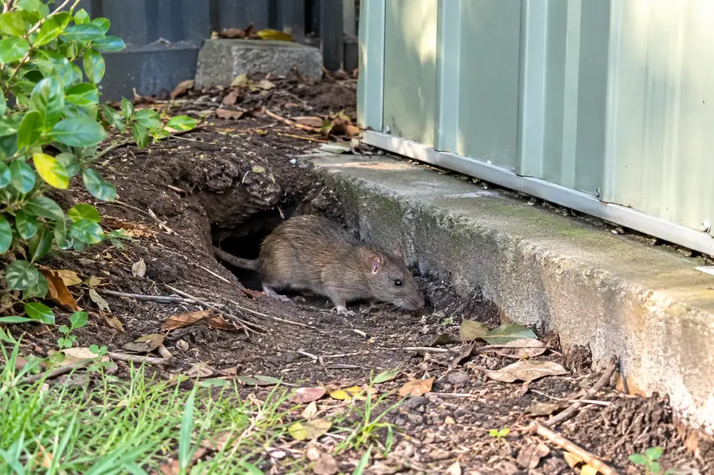 Norway rat at its burrow beside a garden shed slab