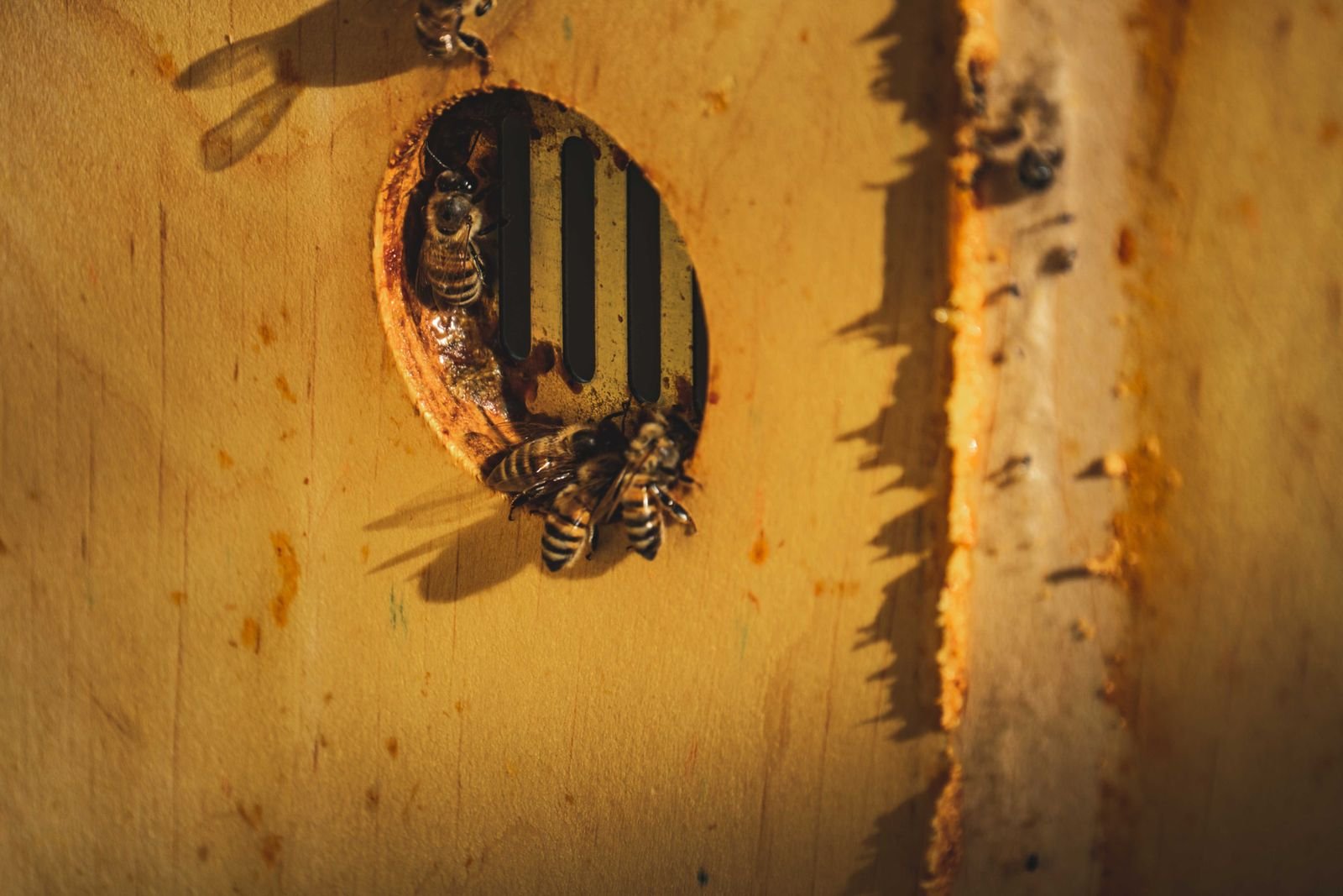Honey bees going in and out of a hole in a timber wall