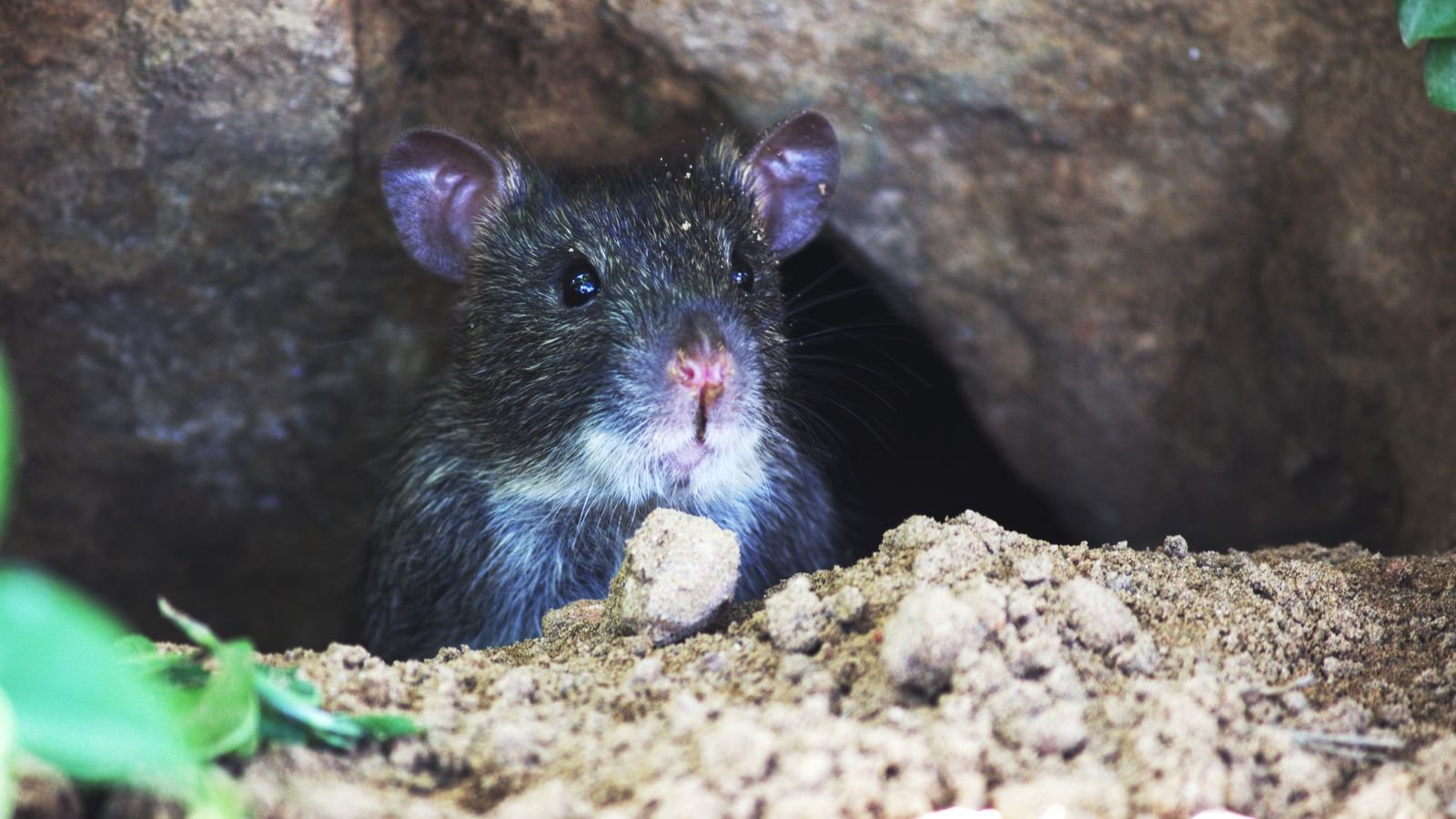 Rat looking out of the hole it is using to get in