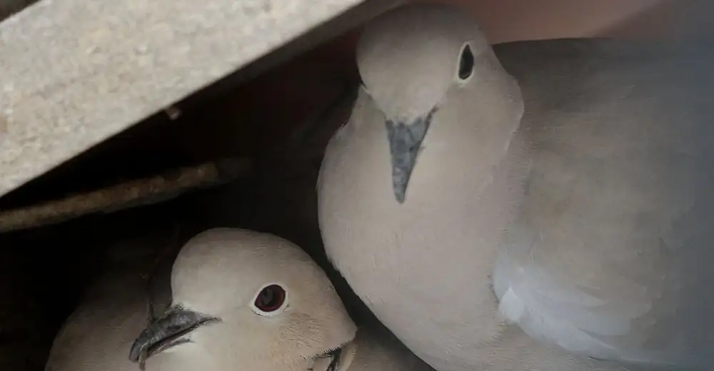 Two pigeons nesting under the roof tiles of a house