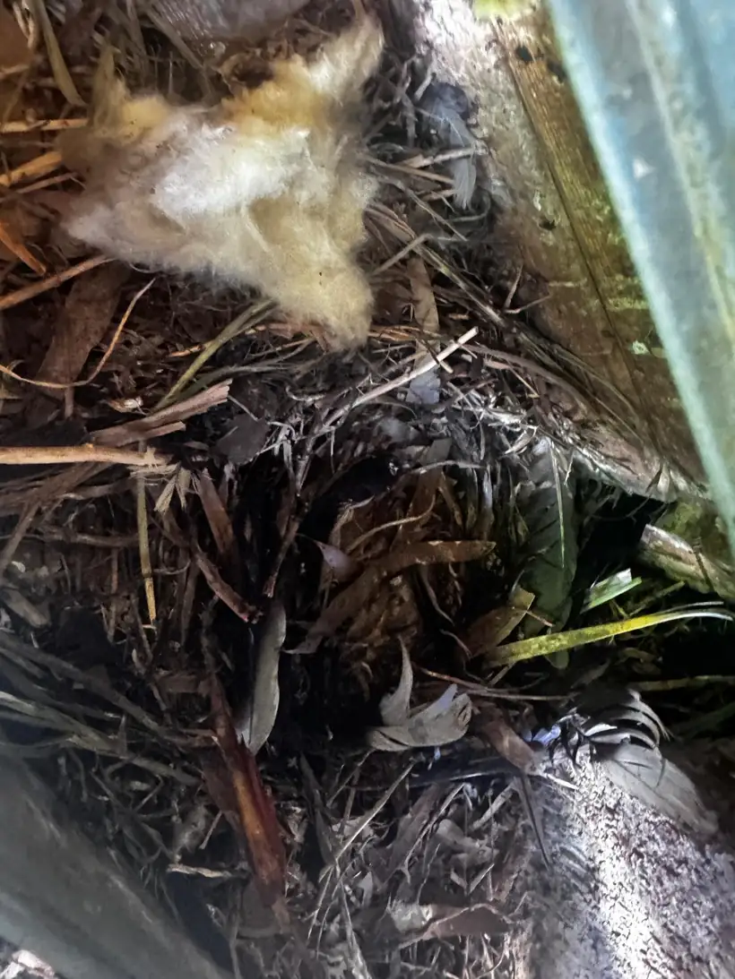 Bird nest and feathers found behind a gutter line