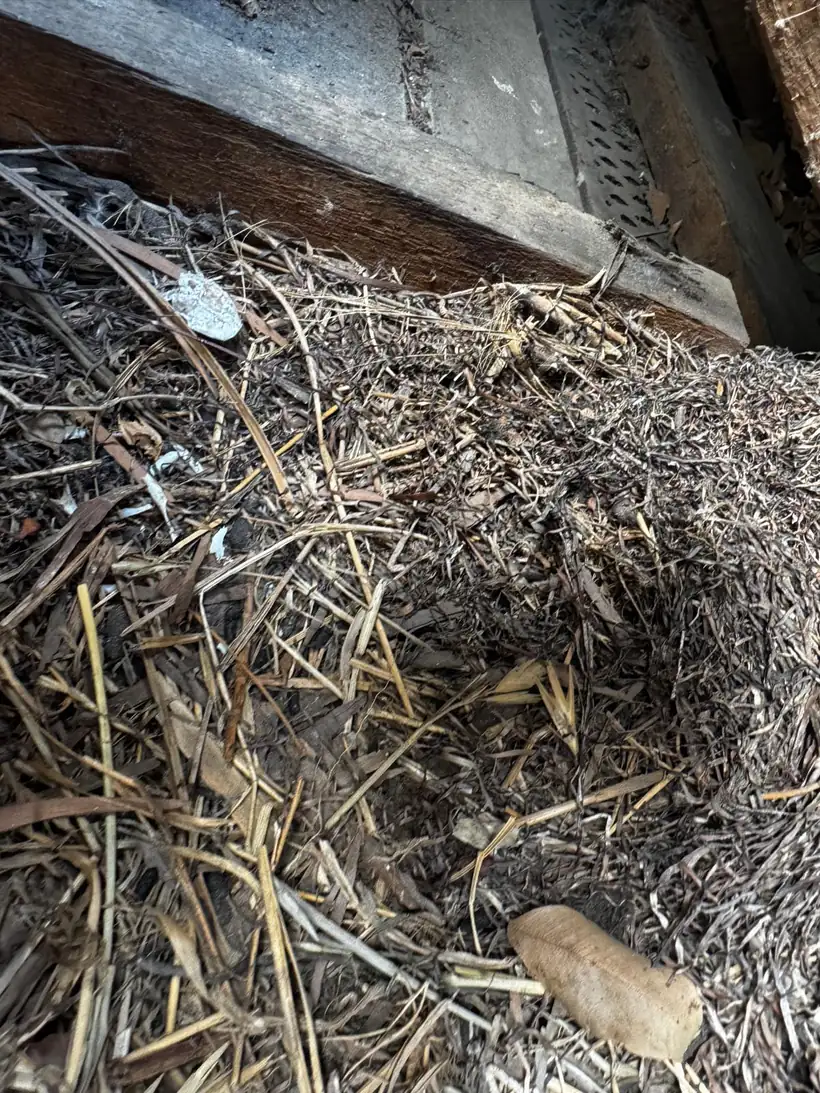 Bird nesting material packed into a roof cavity