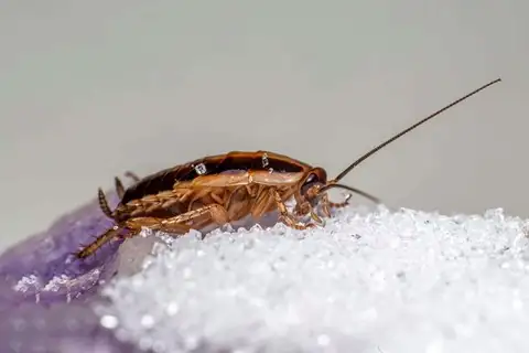 German cockroach, the species that breeds inside Melbourne kitchens