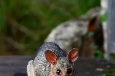 Common brushtail possum, the species that gets into Melbourne roofs