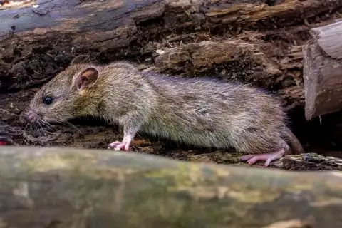Wild brown rat