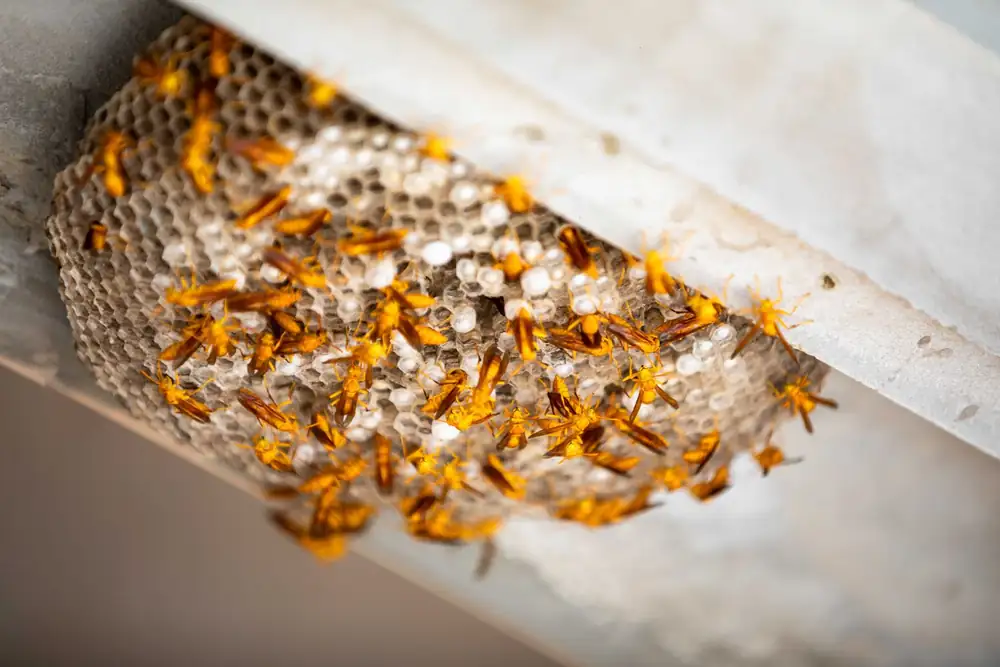 Paper wasp nest built under the eaves of a house