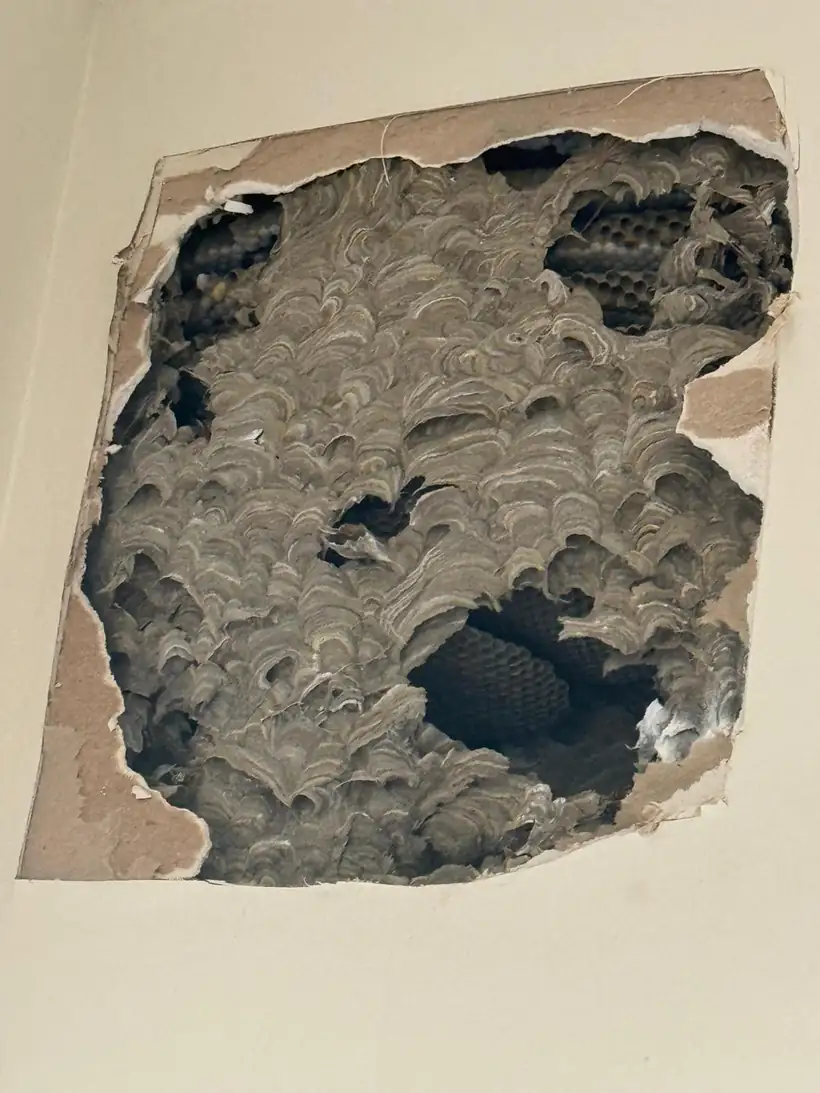 European wasp nest inside a wall cavity after the plaster was opened