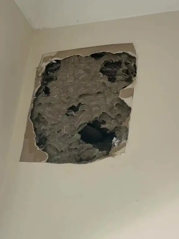 Wasp nest found behind plasterboard in a Melbourne home