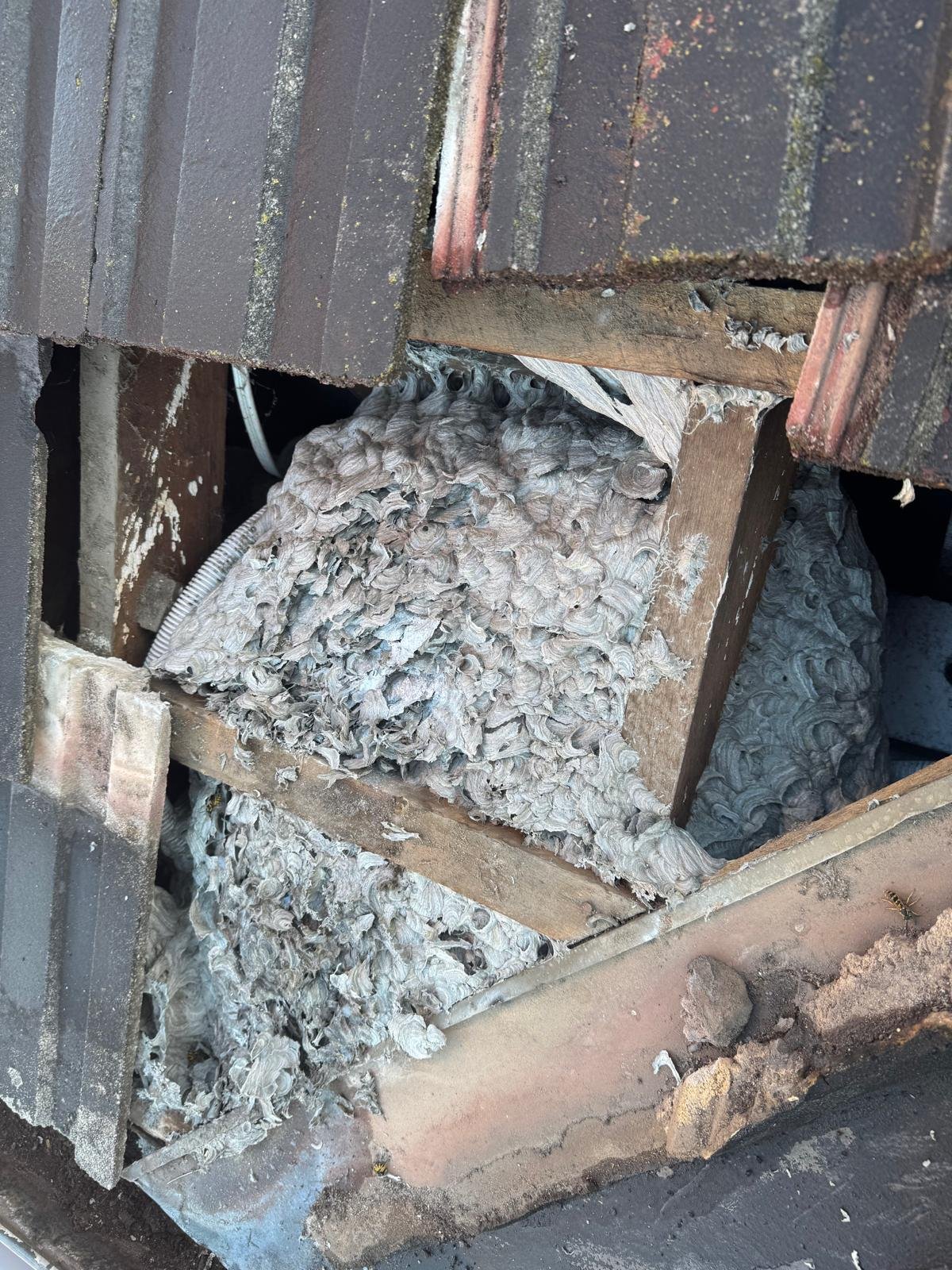 European wasp nest built under the roof tiles of a Melbourne home