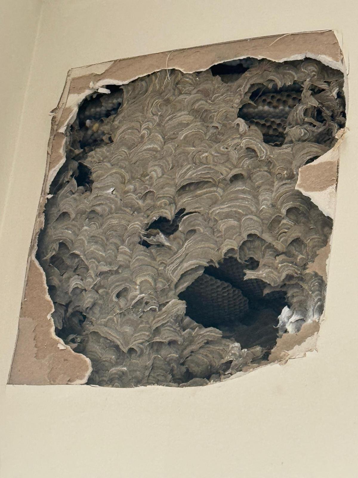 European wasp nest inside a wall cavity after the plaster was opened