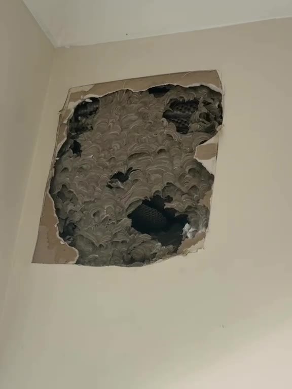 Wasp nest found behind plasterboard in a Melbourne home