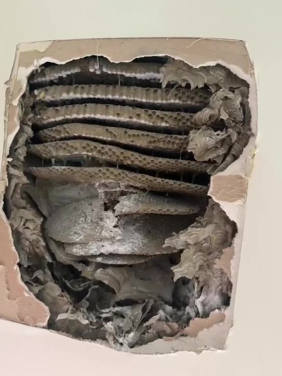 Wasp nest combs exposed inside a wall cavity