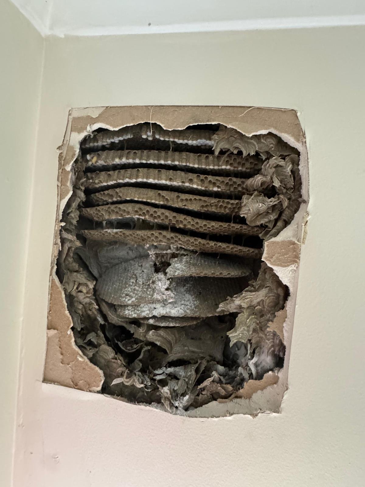 Layered wasp combs inside an opened wall cavity