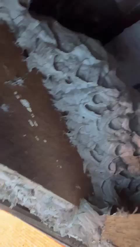 European wasp nest found under roof tiles in Melbourne