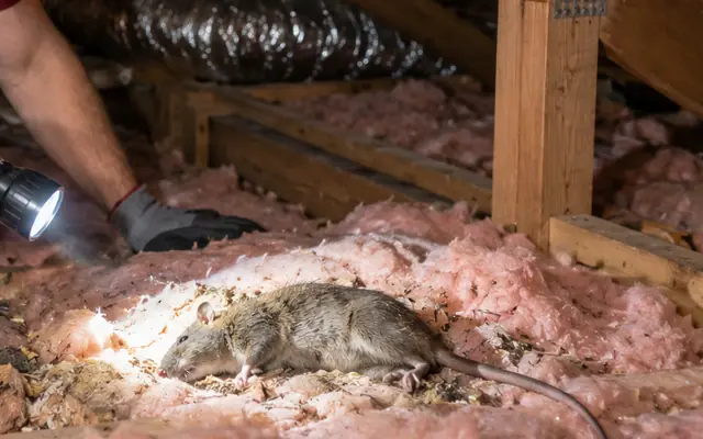 A dead rat found on the roof insulation under a technician's torch
